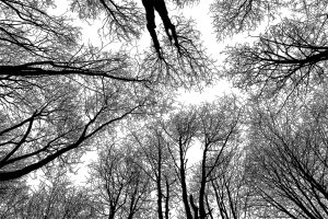 Looking up at tangled tree branches representing overwhelm and feeling stuck in life.