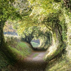 A quiet path through trees that have bent to the light.